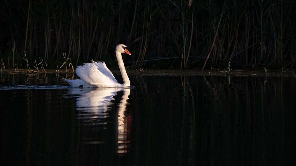 Cigno