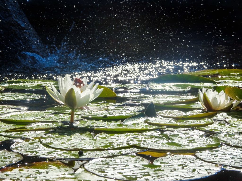 L’allegria dell’acqua incontra la bellezza