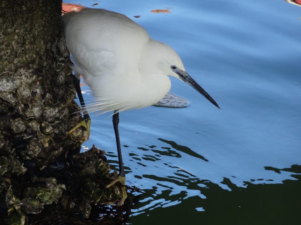 L’eleganza di Egretta nell’approcciarsi al pasto