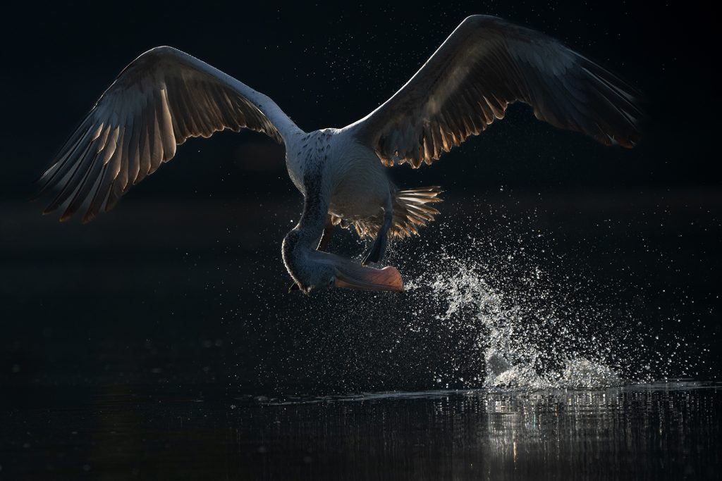 Spponbill Scooping water