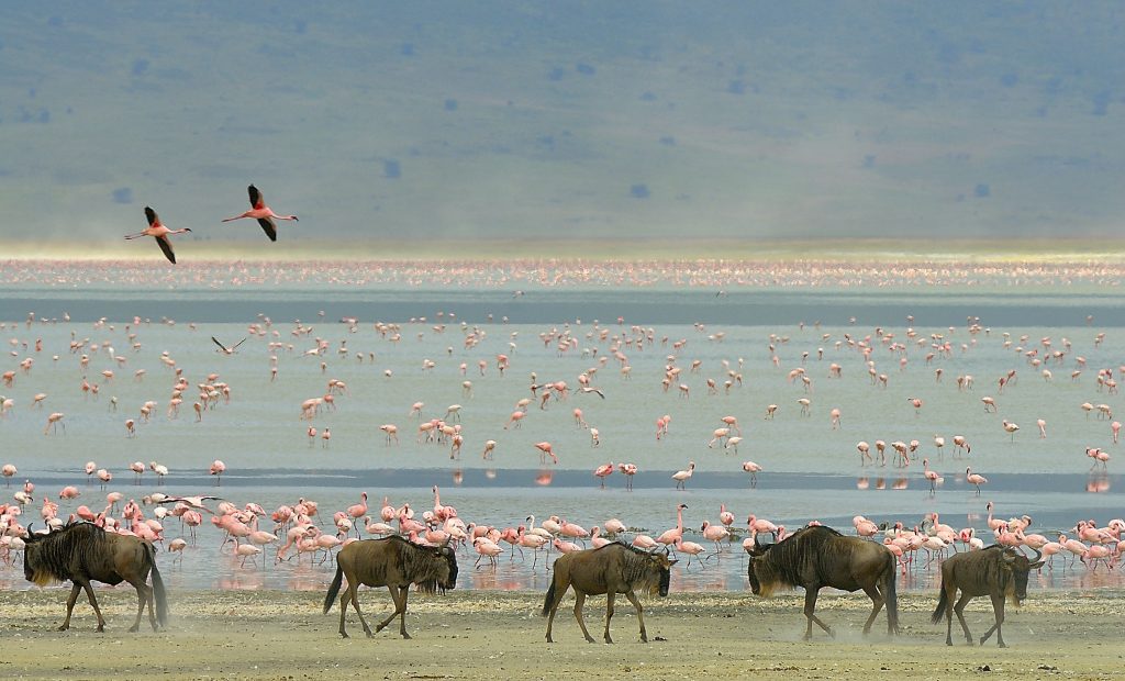 Wildebeests and flamingos