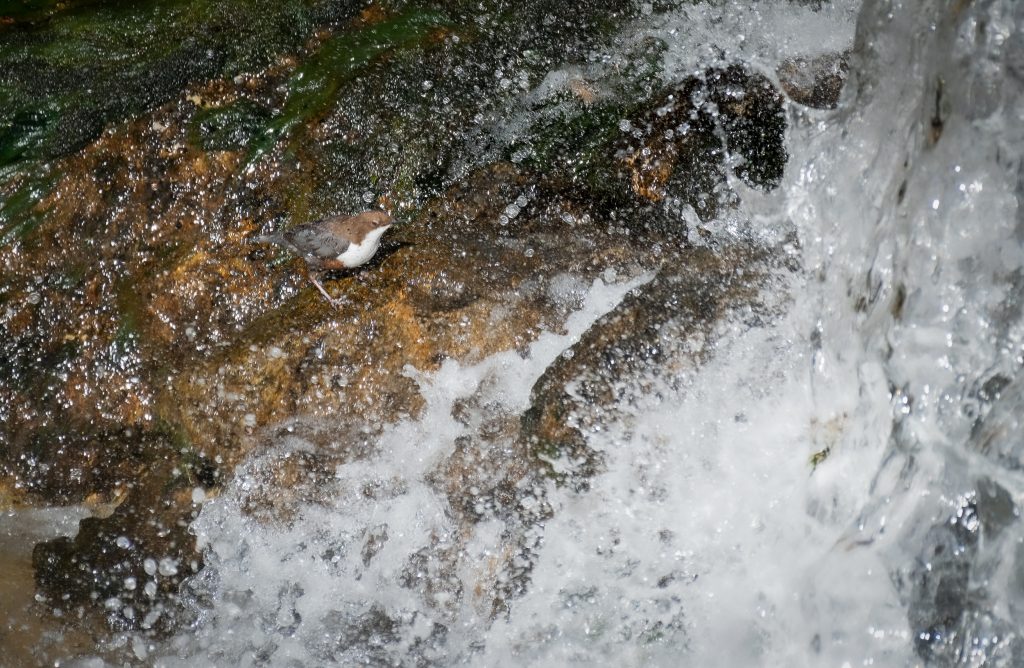 Merlo acquaiolo