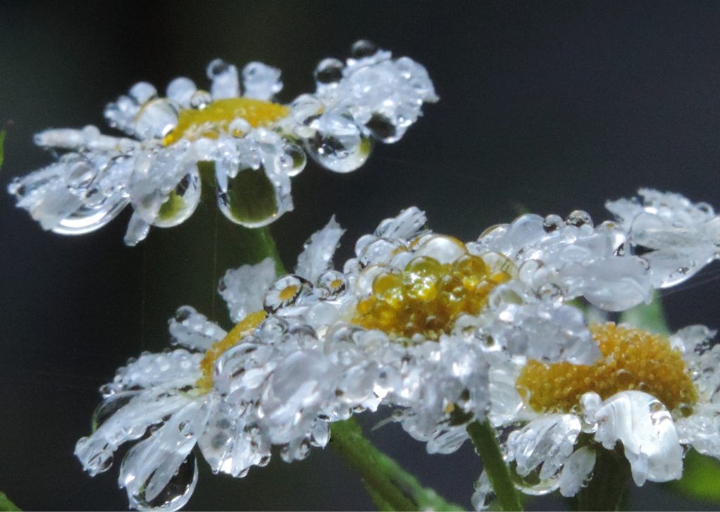 MACRO