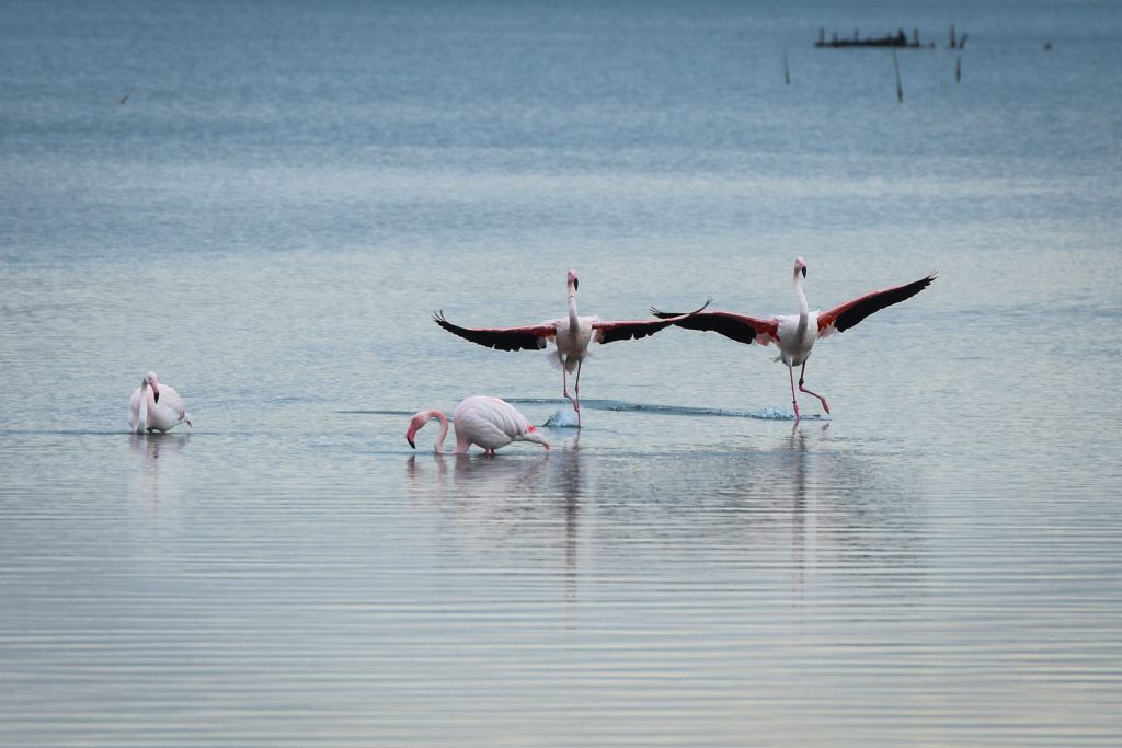 FENICOTTERI IN VOLO