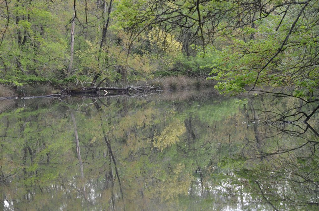 Sogno natura n.