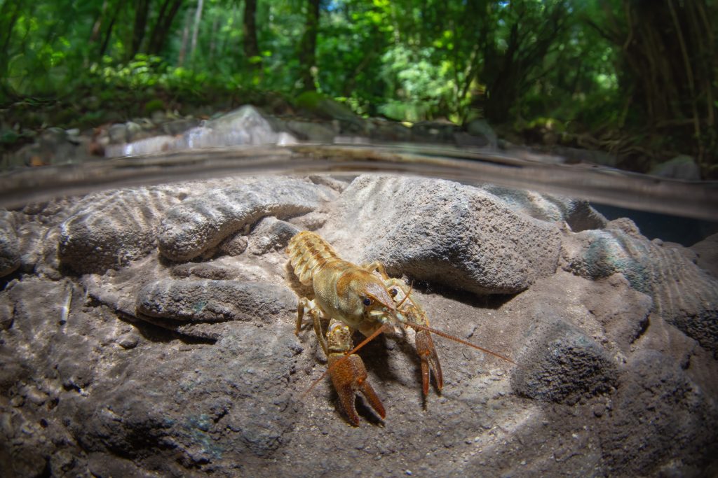 Gambero di fiume