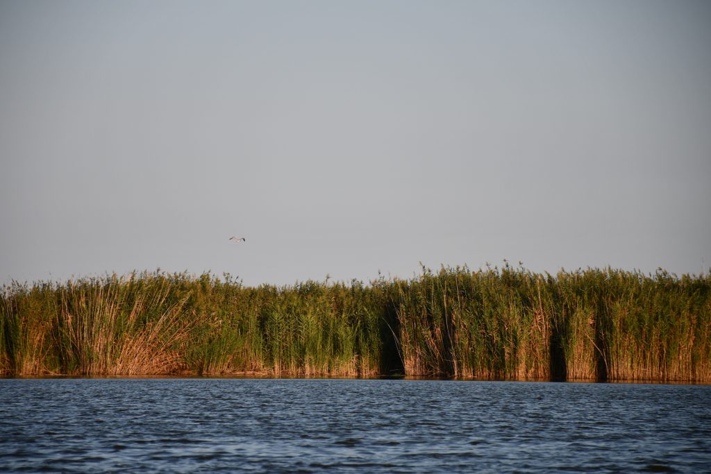 Albufera