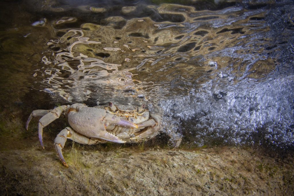 Granchio di fiume