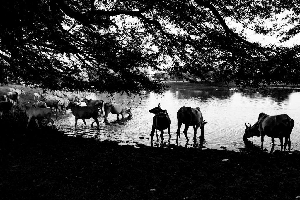 Thirsty Herd
