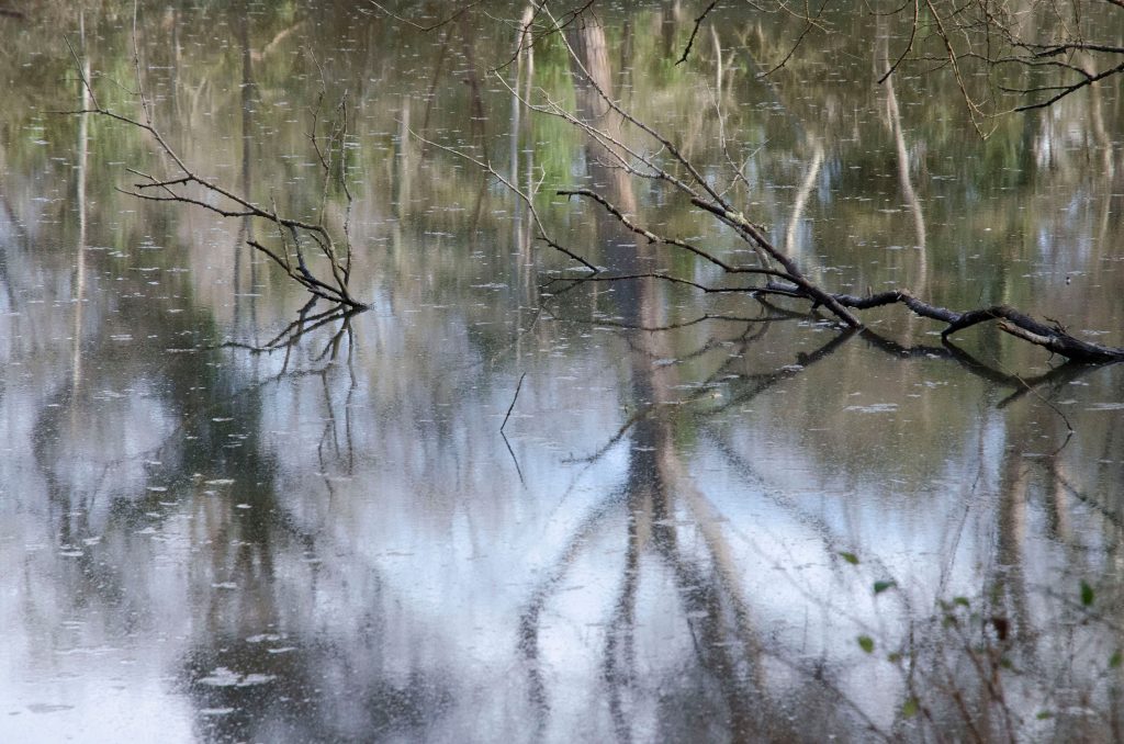 Sogno natura n.