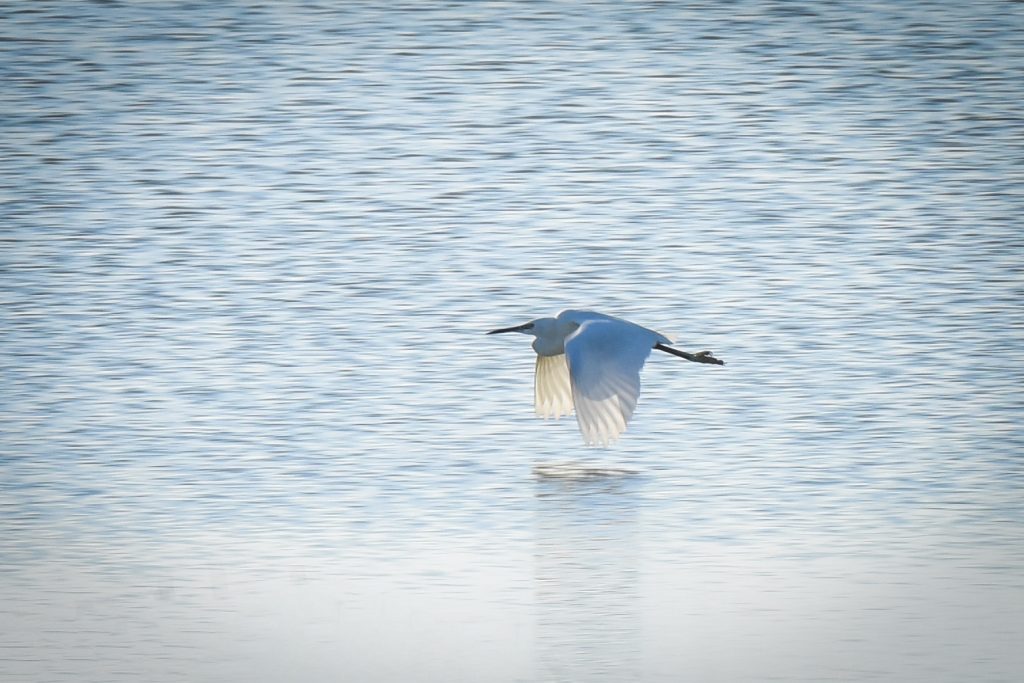 VOLO