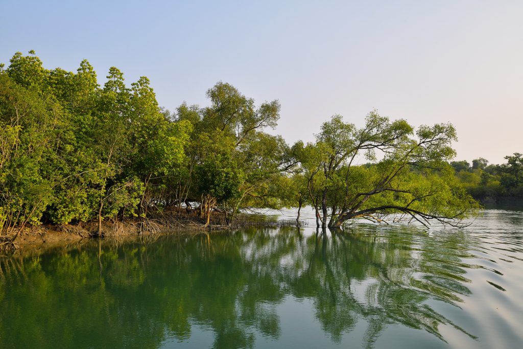 Mangrove Landscape