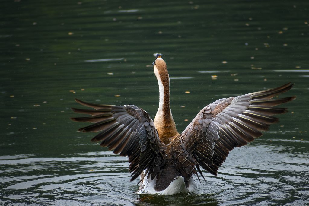 Duck