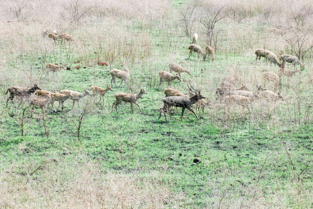 Deer in Baluran National Park