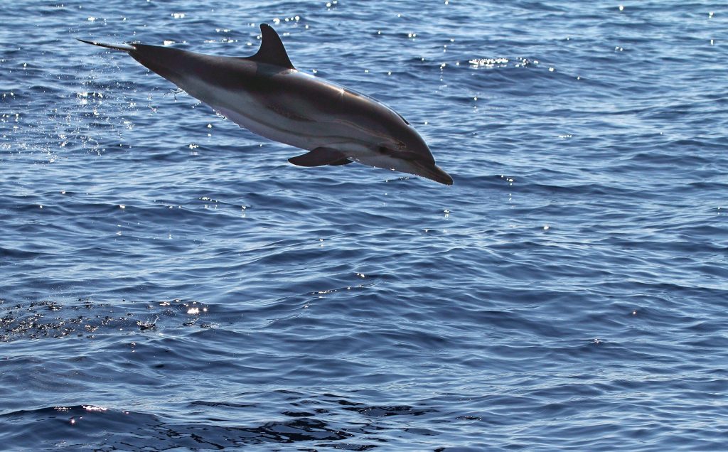 Delfino