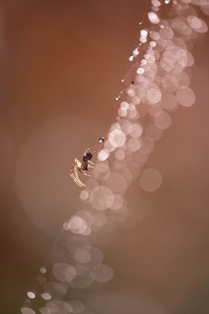 Dream Weaver