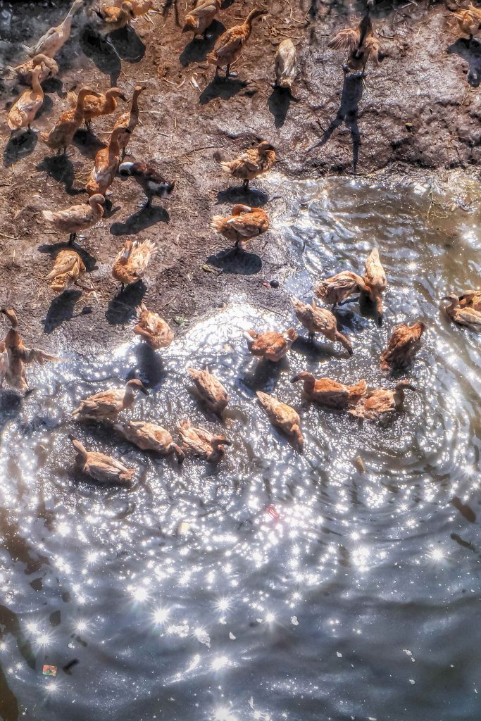 The Ducks
