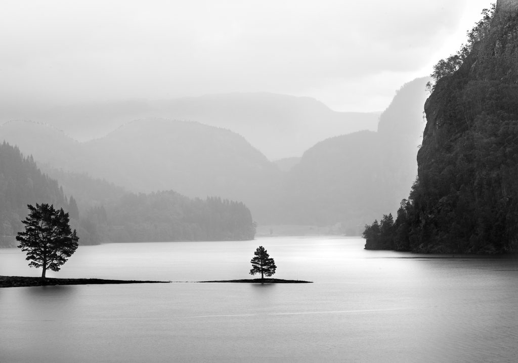 Due alberi sull’Acqua
