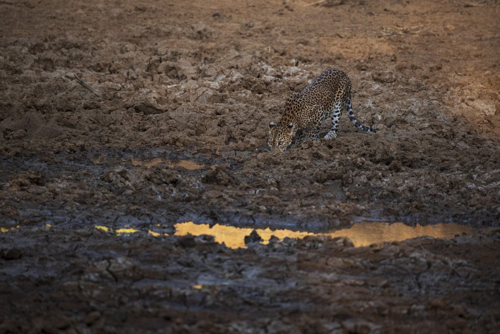 Edge of Thirst