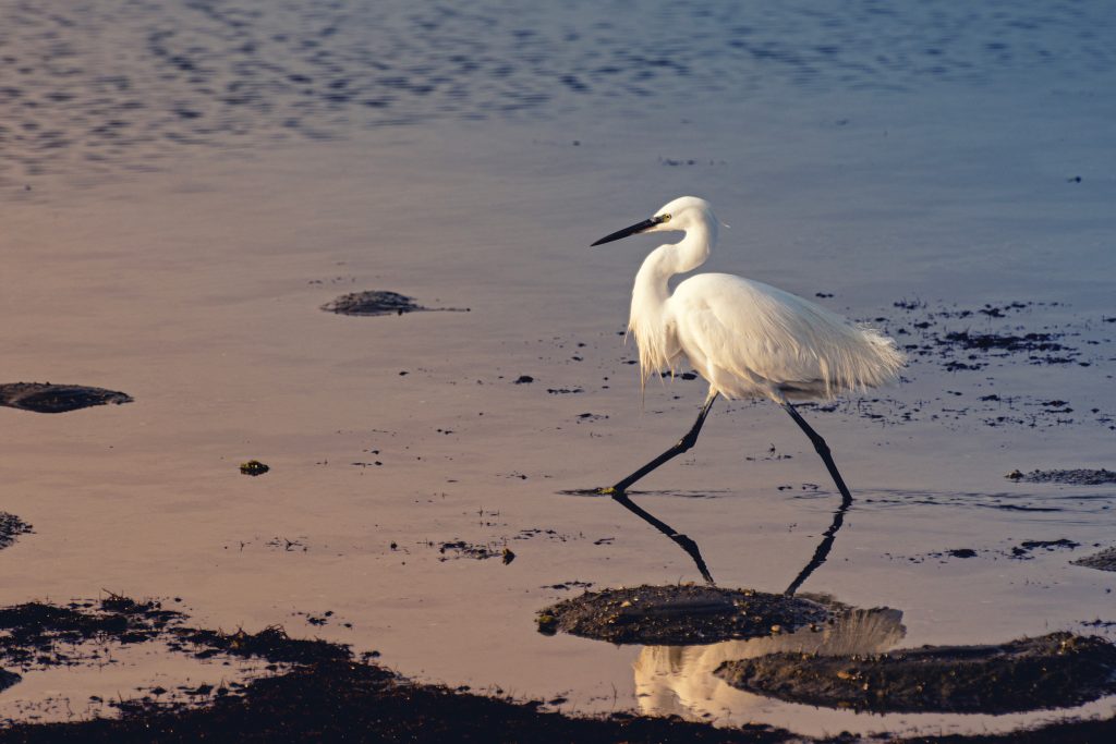 Danza sull’acqua