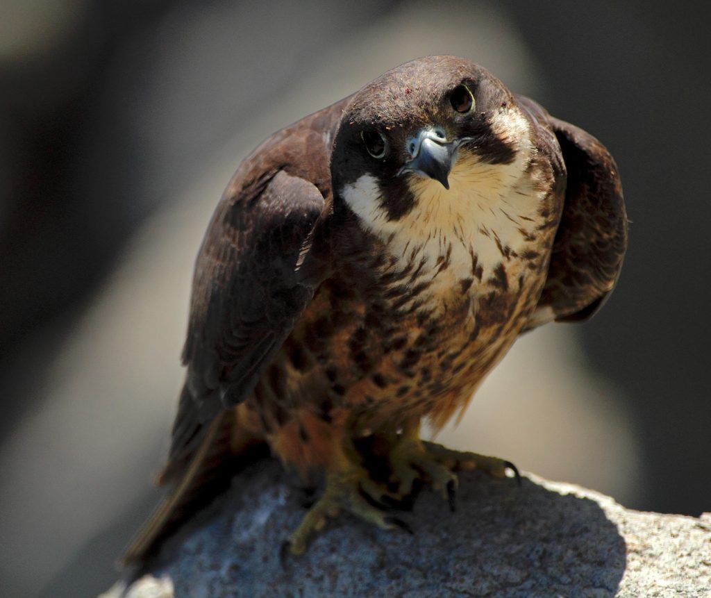 Falco della Regina