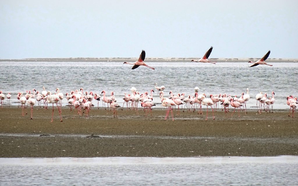 Fenicotteri rosa.