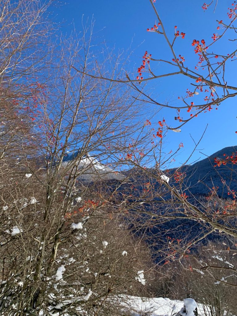 Primavera (forse)