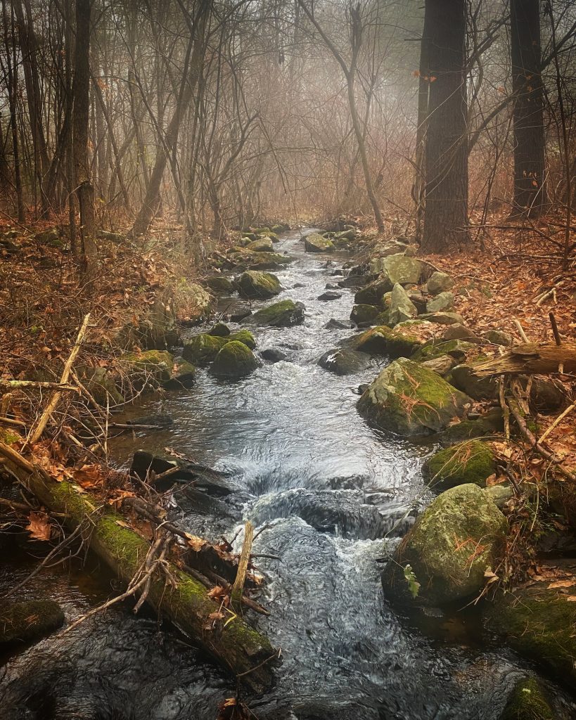 Forest Brook