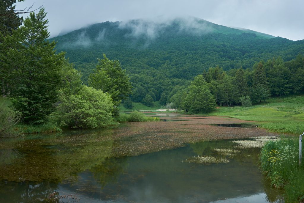 Le verdeggianti faggete del Lago Calamone