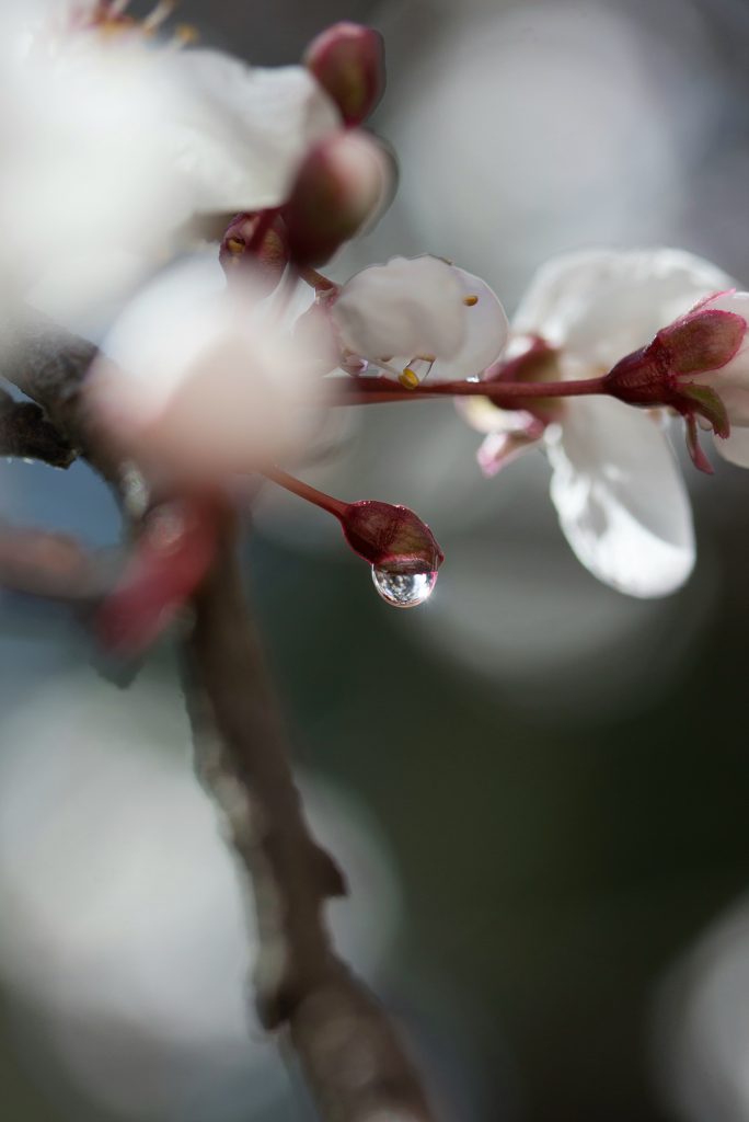 Anima fragile