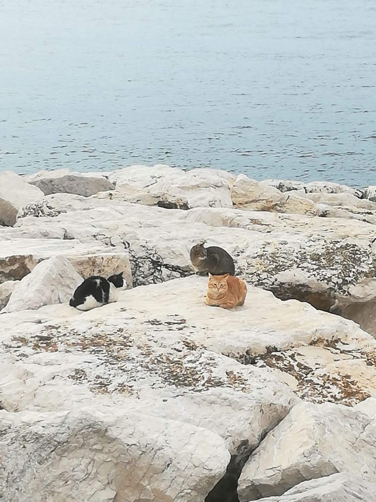 Gatti su scoglio marino