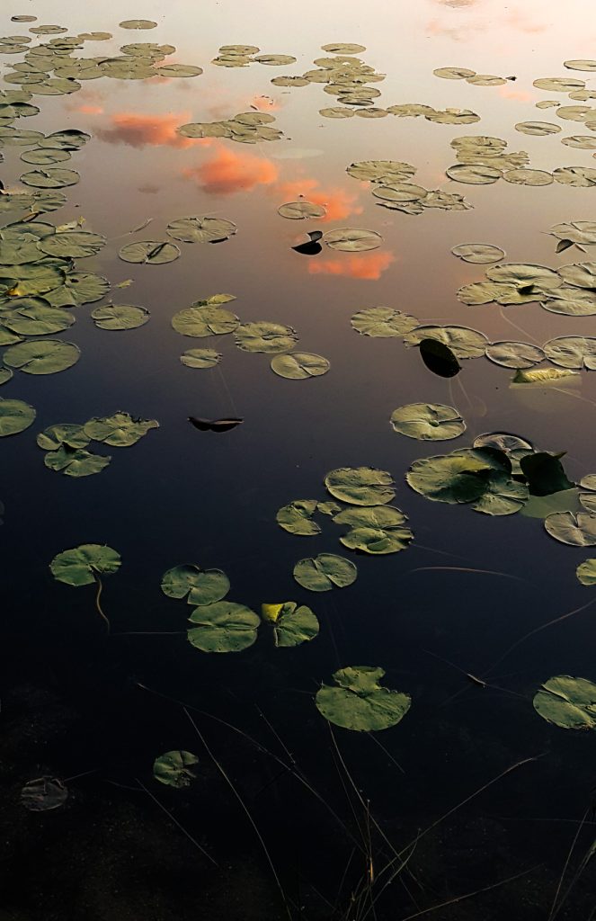 Sky Lillies