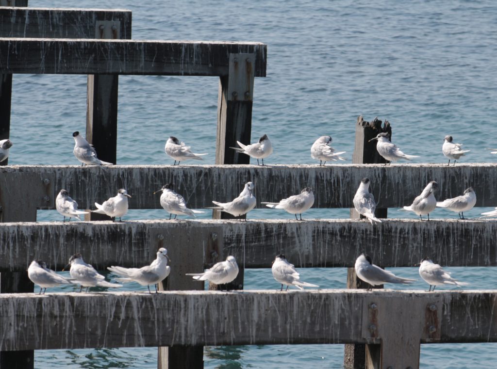 TUTTI IN FILA