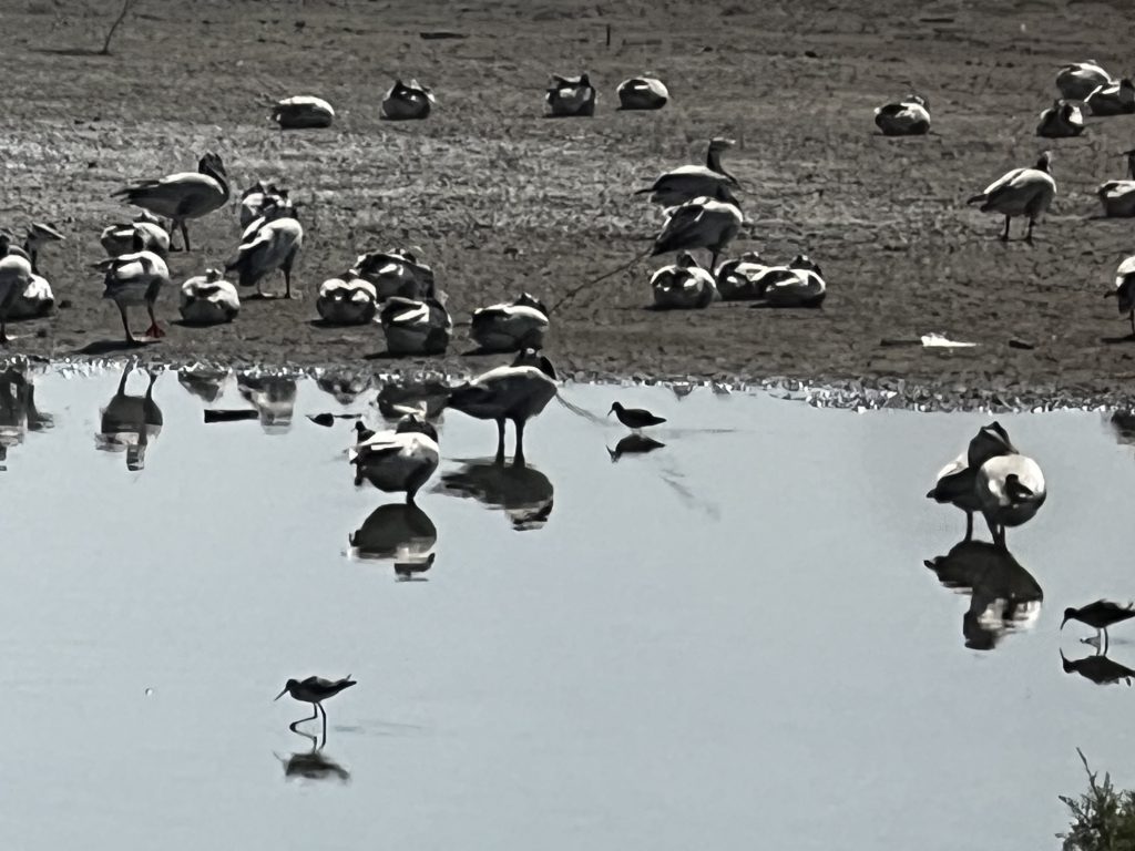 Birds and water