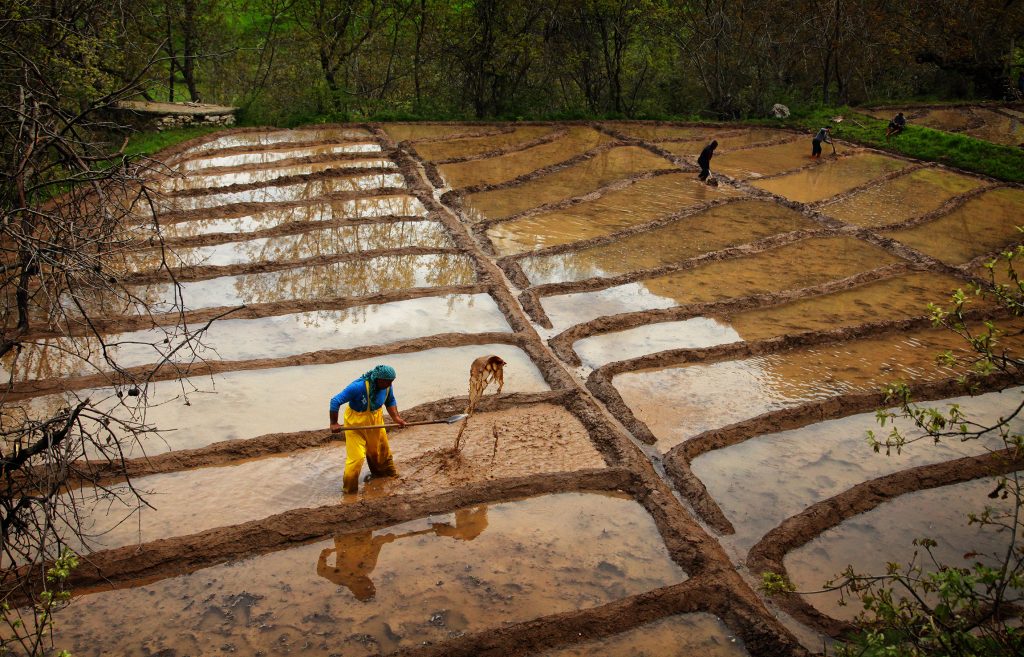 paddy harvest