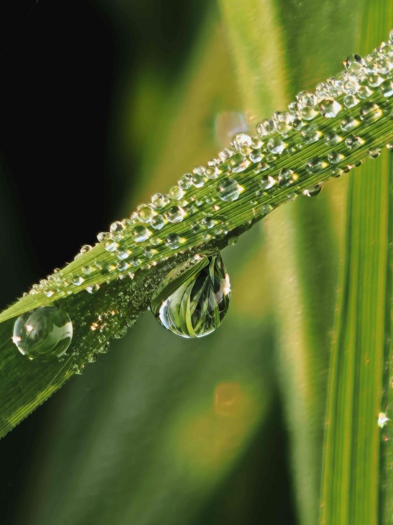 Dewdrops on a Blade of Grass
