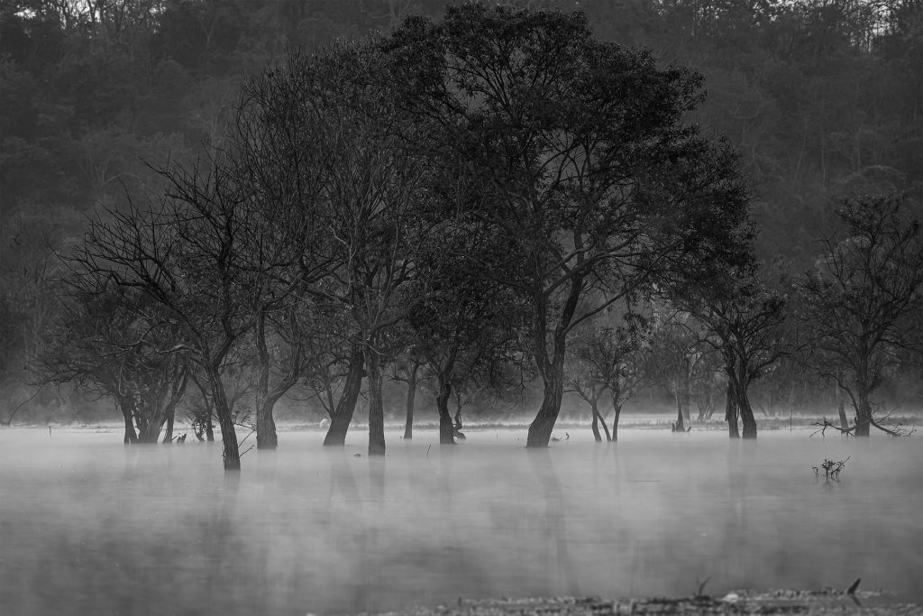 Colorless