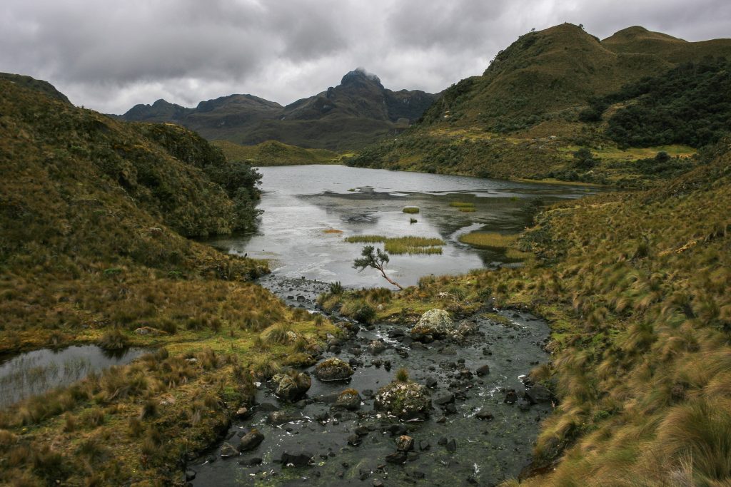 Evergreen Cloud Forest