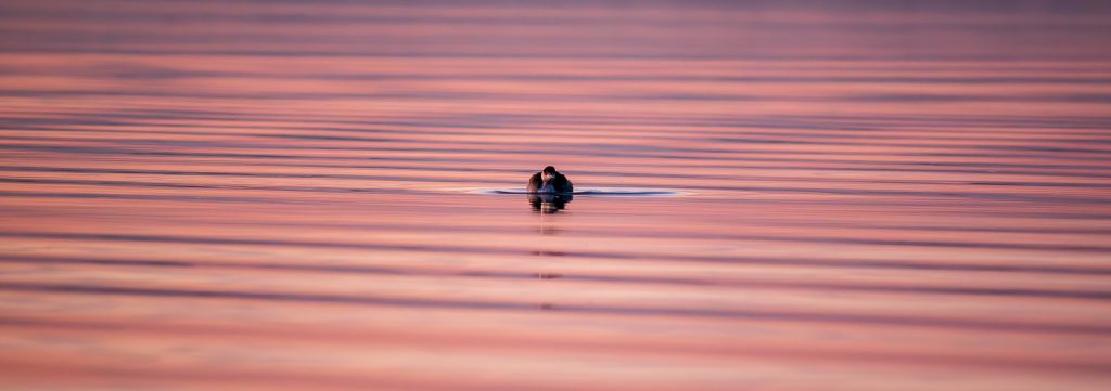 Sunset Duck