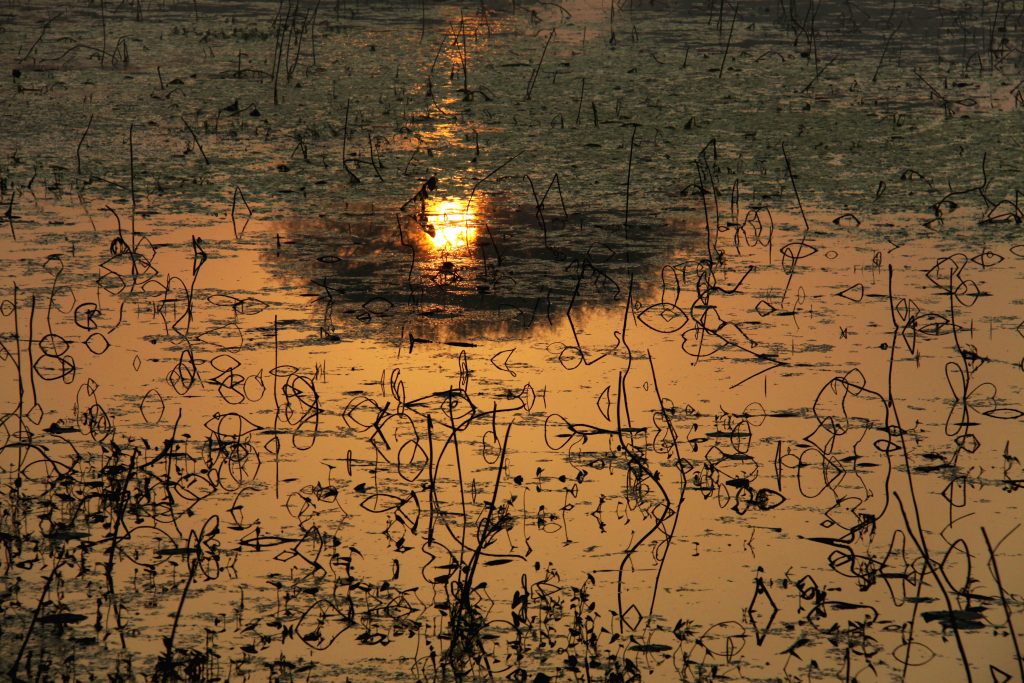 Golden Reflection