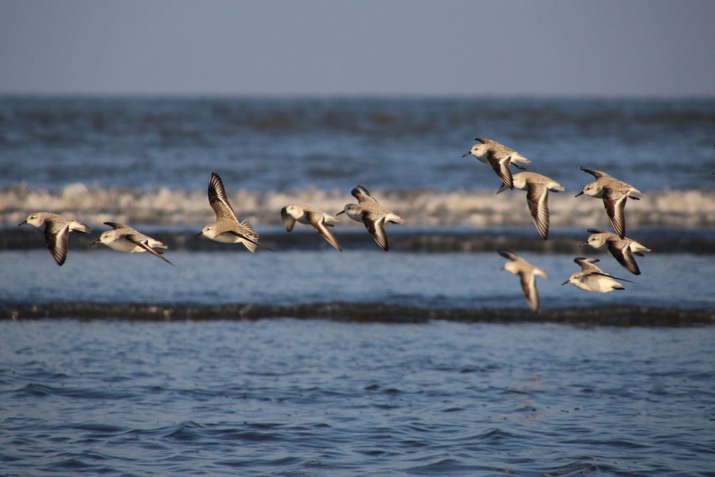 piovanelli tridattili in volo
