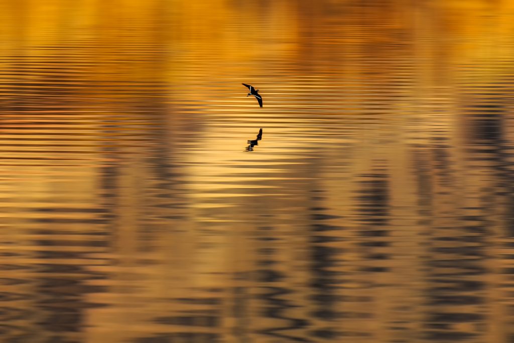 Golden reflection