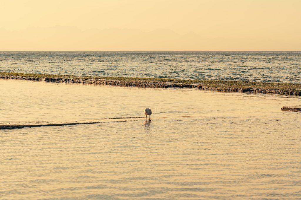 Tidal pool