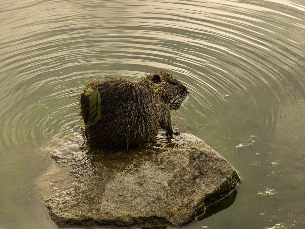 LA NUTRIA DEL LAGO DI VIVERONE