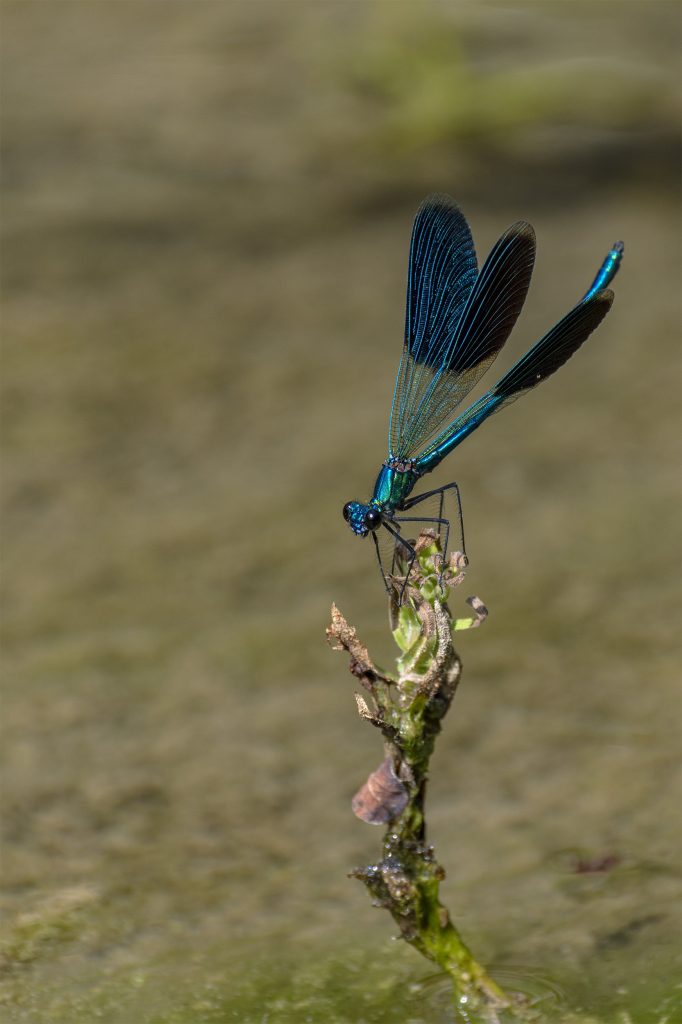LIBELLULA