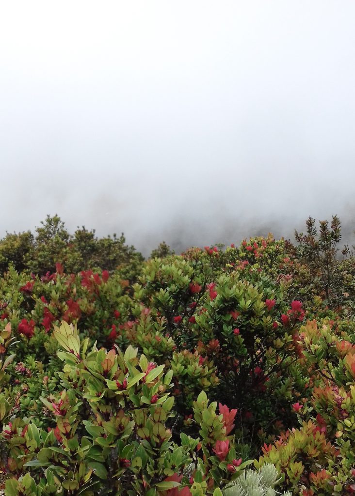 Morning Fog in Gunung Gede