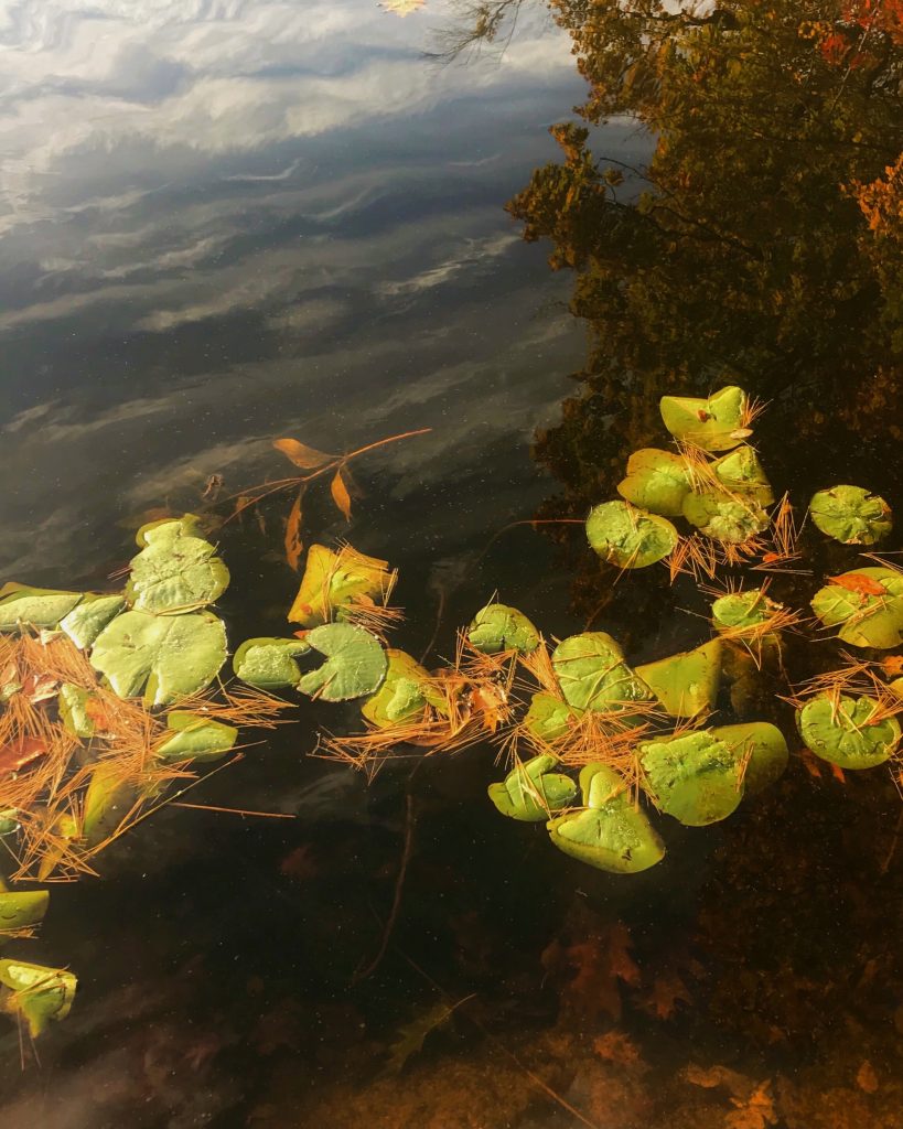 Lily Pad Pond