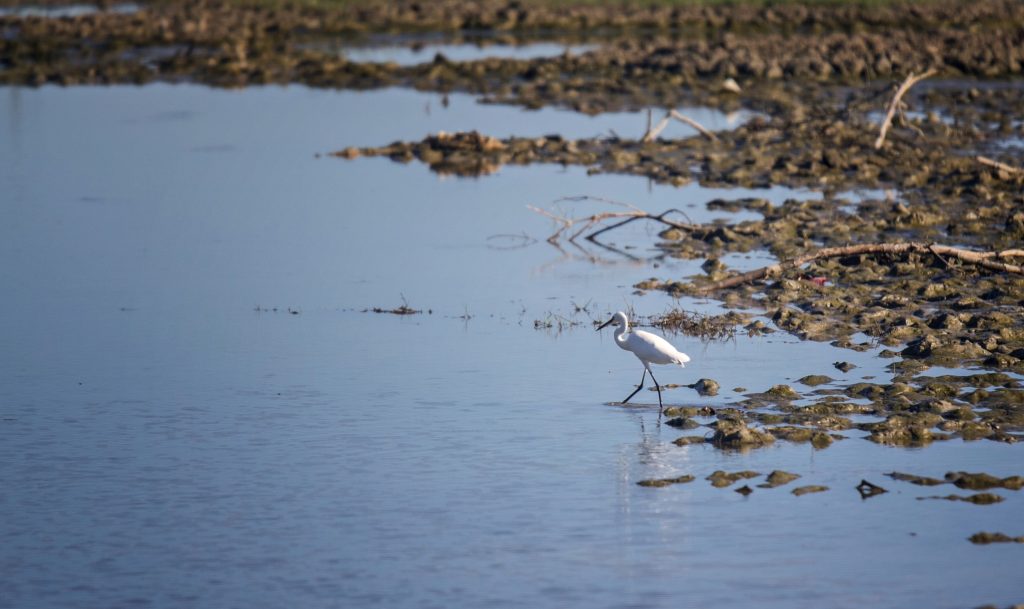 A white duck is searching for food in the water of a pond.