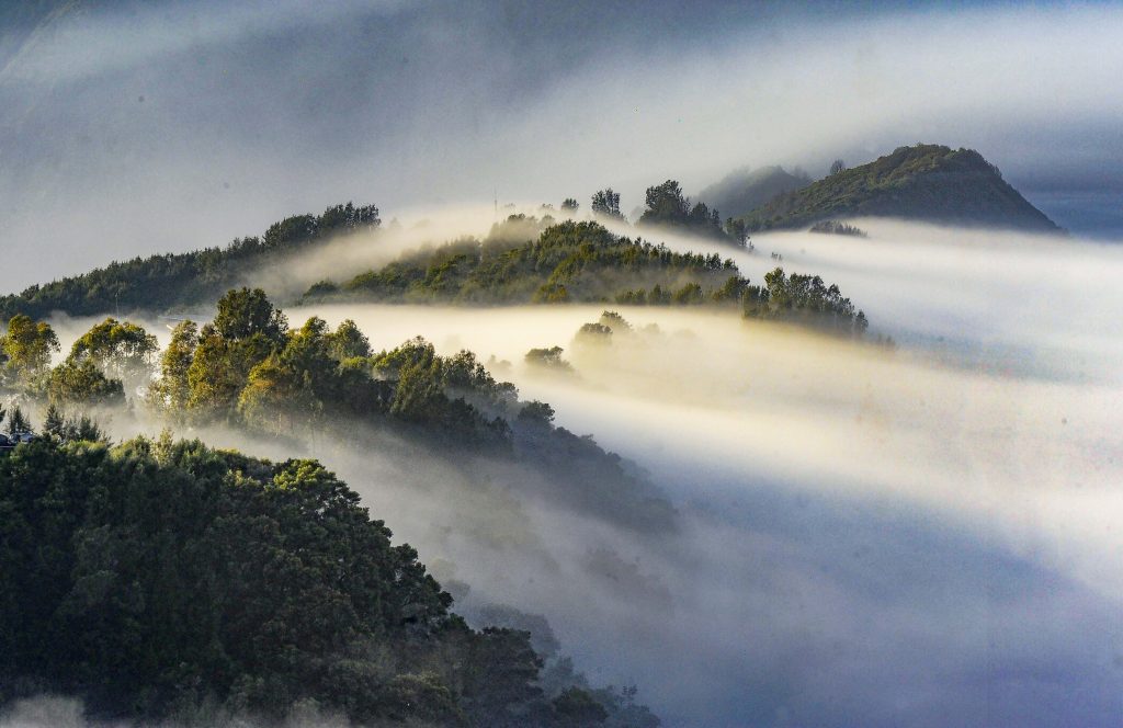 Morning Mist in the Forest of Bromo Tengger Semeru National Park