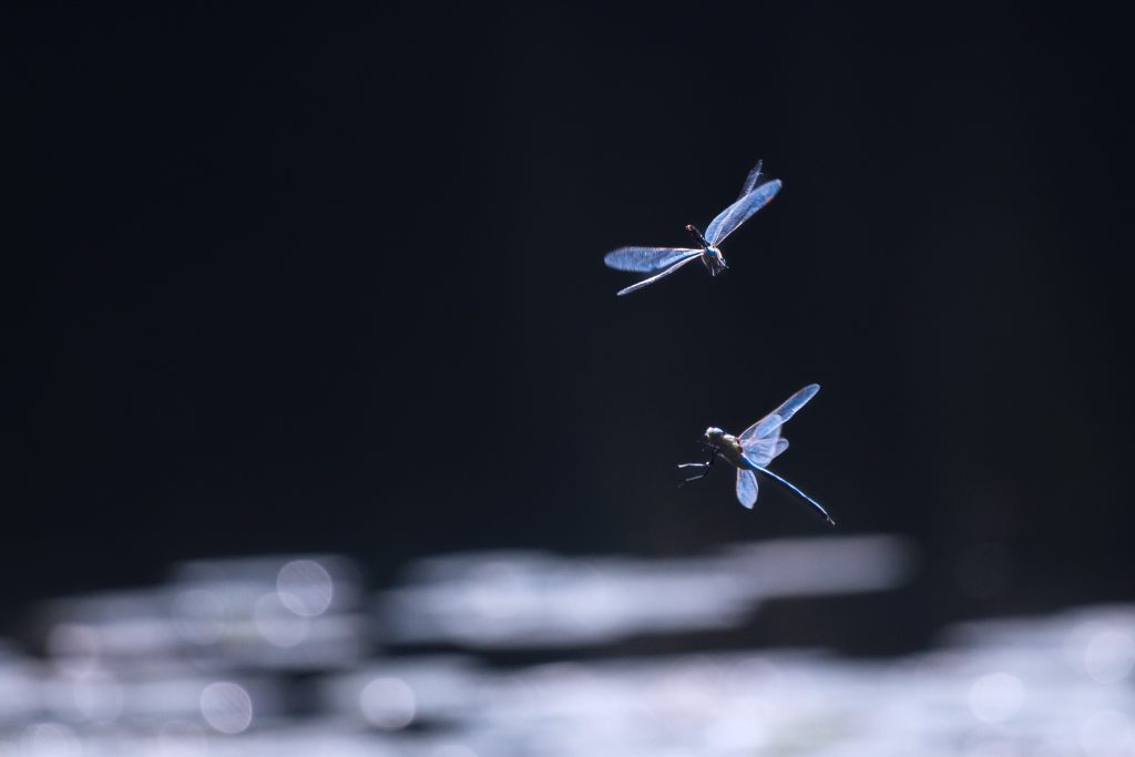 Natura2
